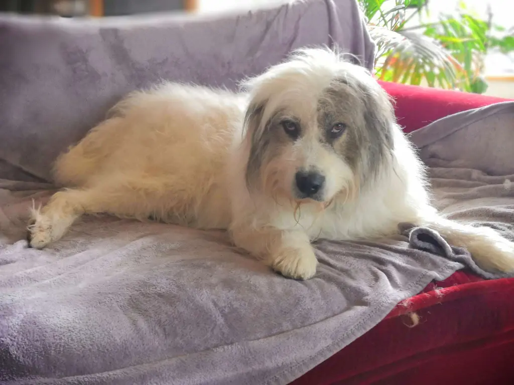 Bild von Sherlock