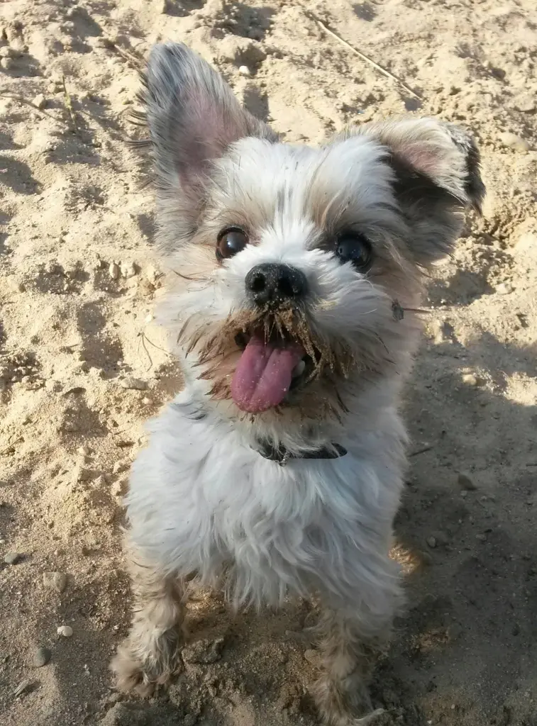Bild von Stitch