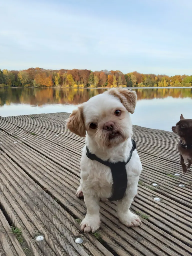 Bild von Timmy