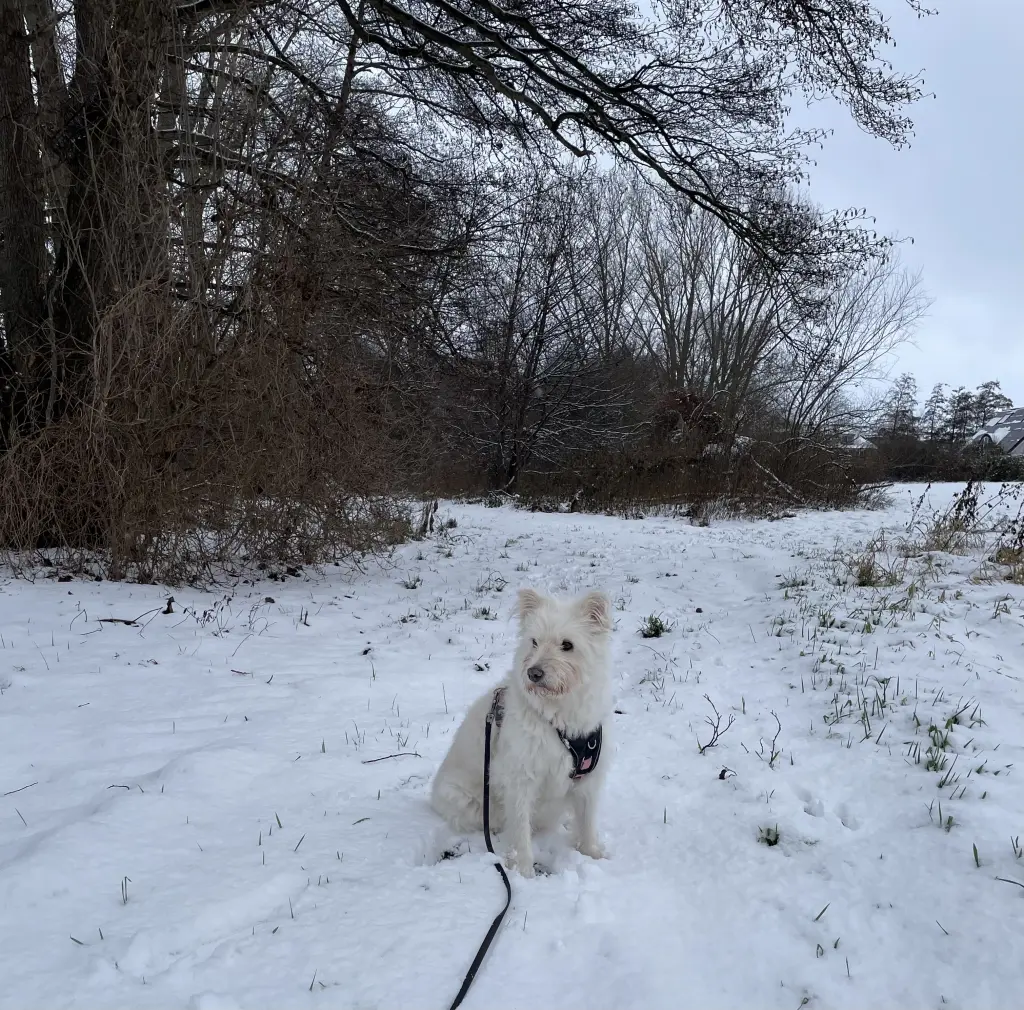 Bild von Polly