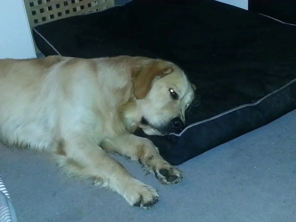 Jedes Hundebett wurde gemieden. Du warst Bodenschläfer