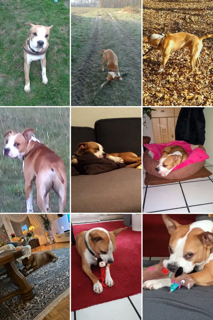 Bild von Shorty