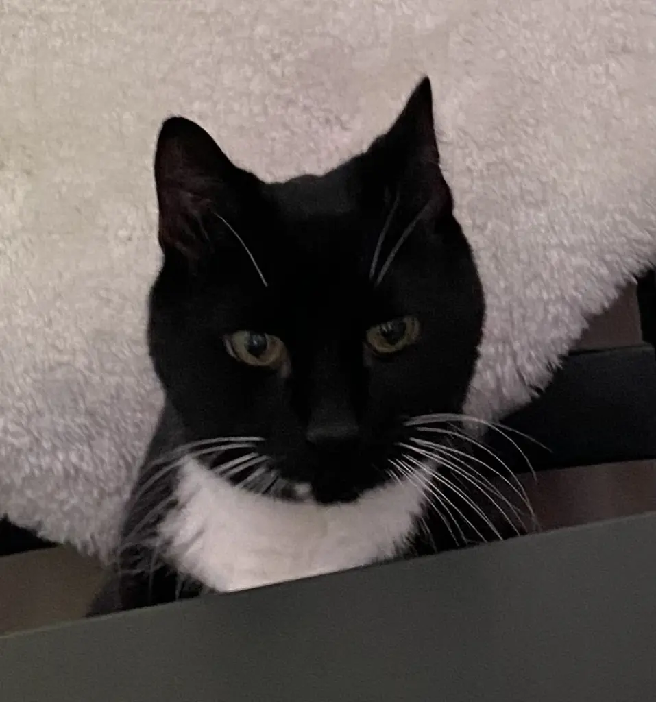 Bild von Willi
