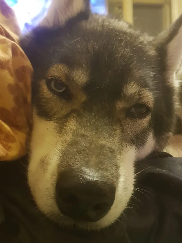 Bild von Nala