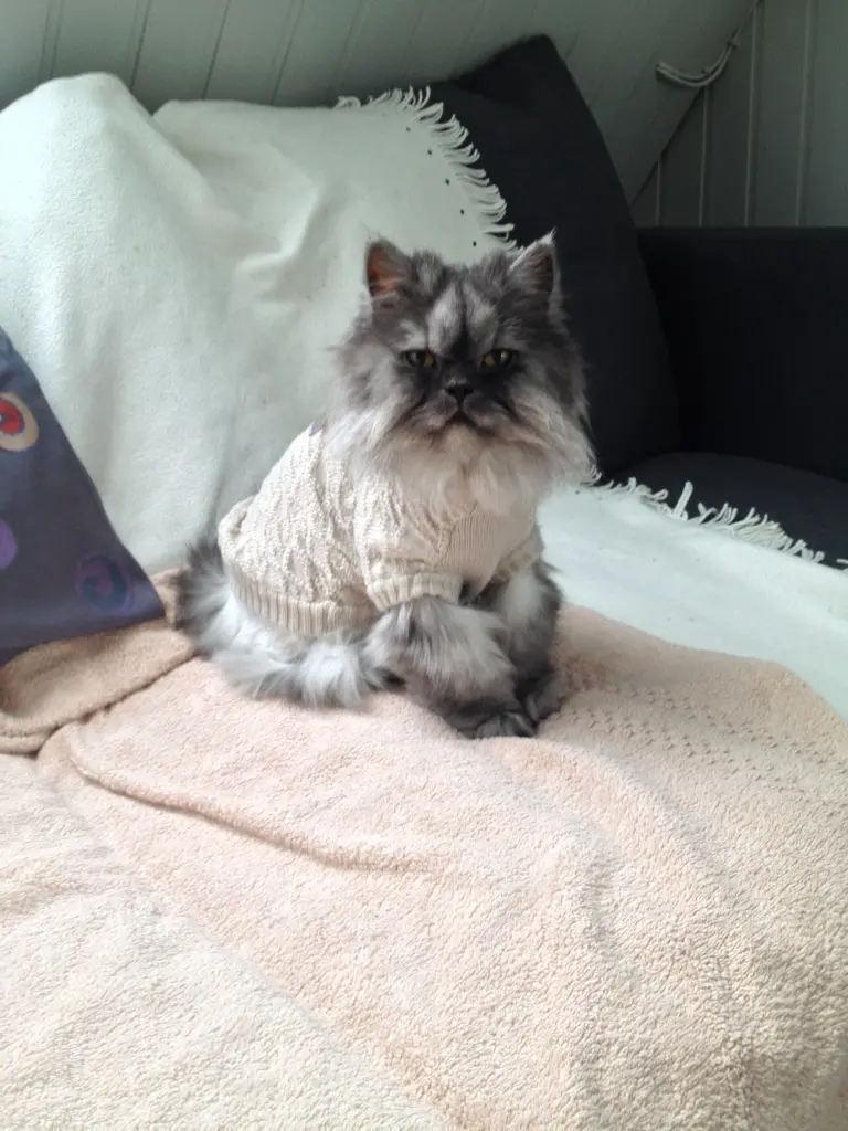 Bild von Pulli
