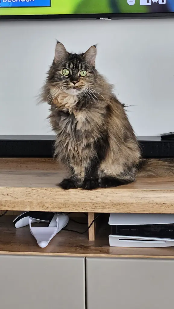 Bild von Nala