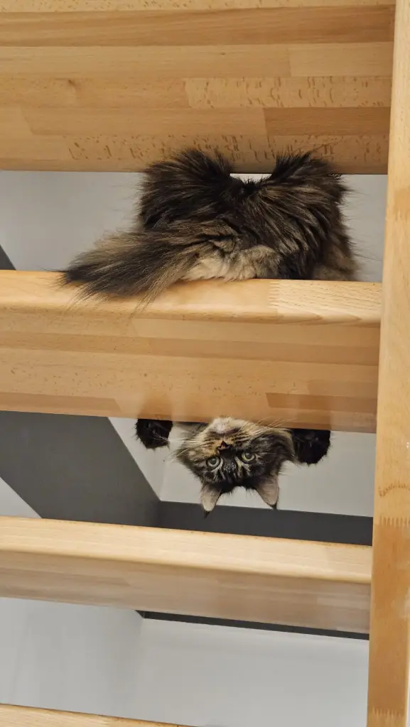 Bild von Nala