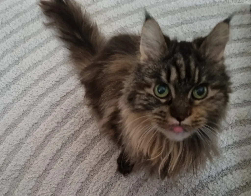 Bild von Nala