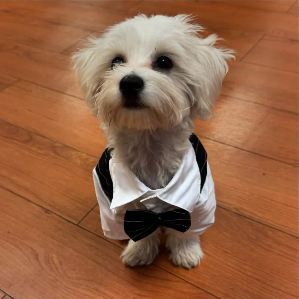 Image from Snoopy