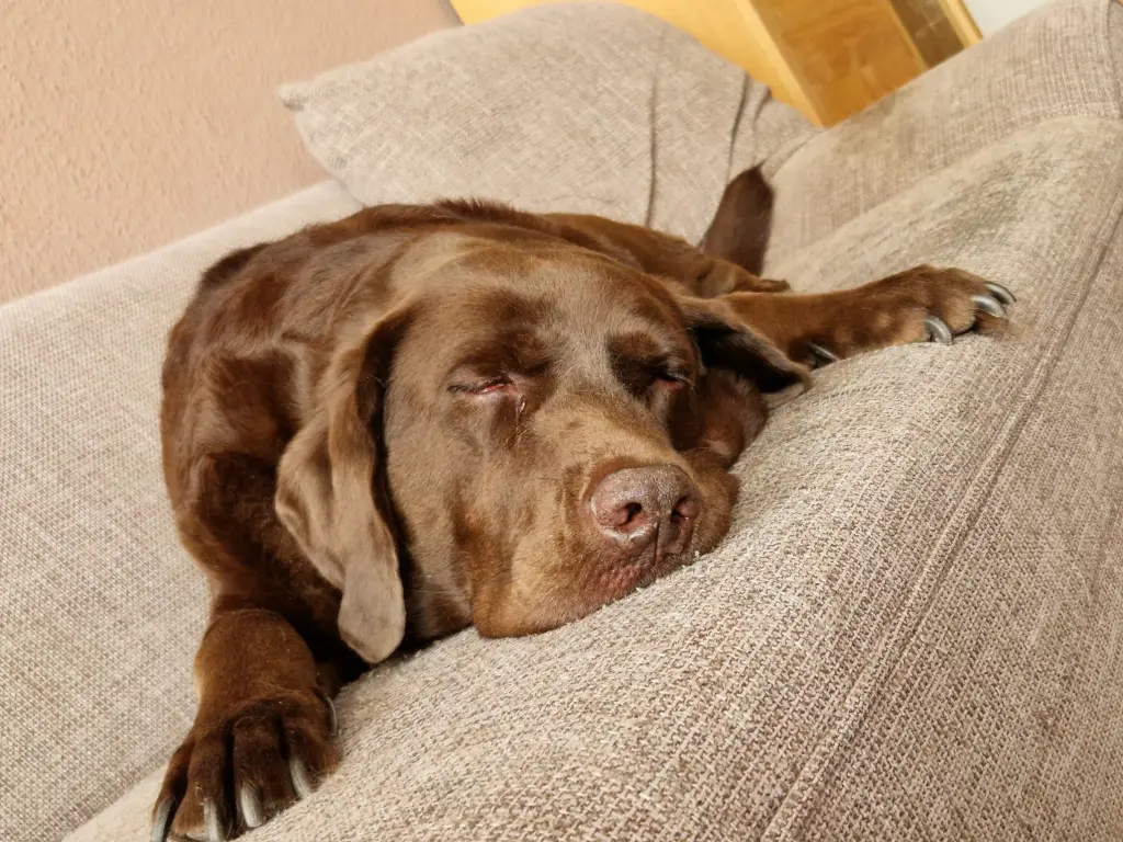 Image from Balou