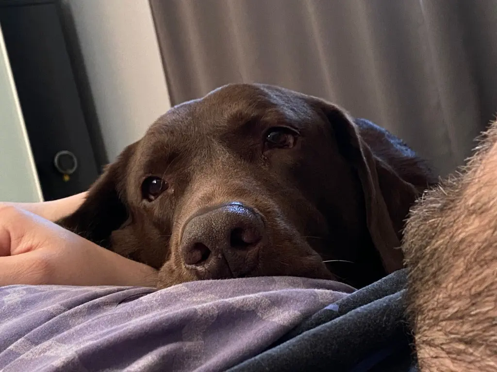 Image from Balou