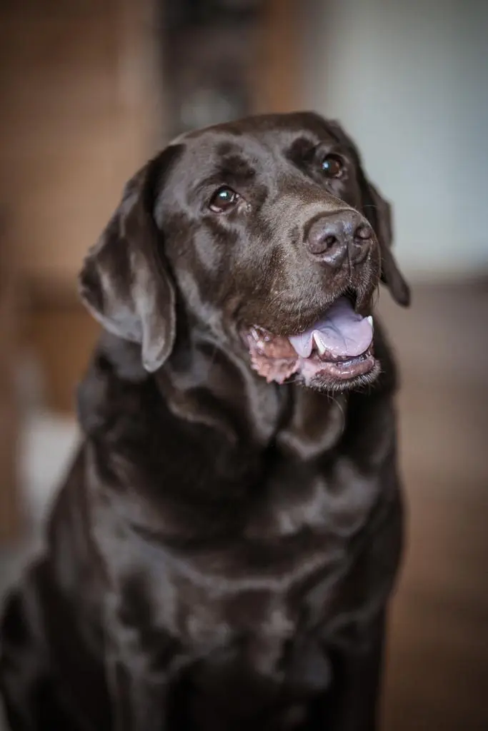 Image from Balou