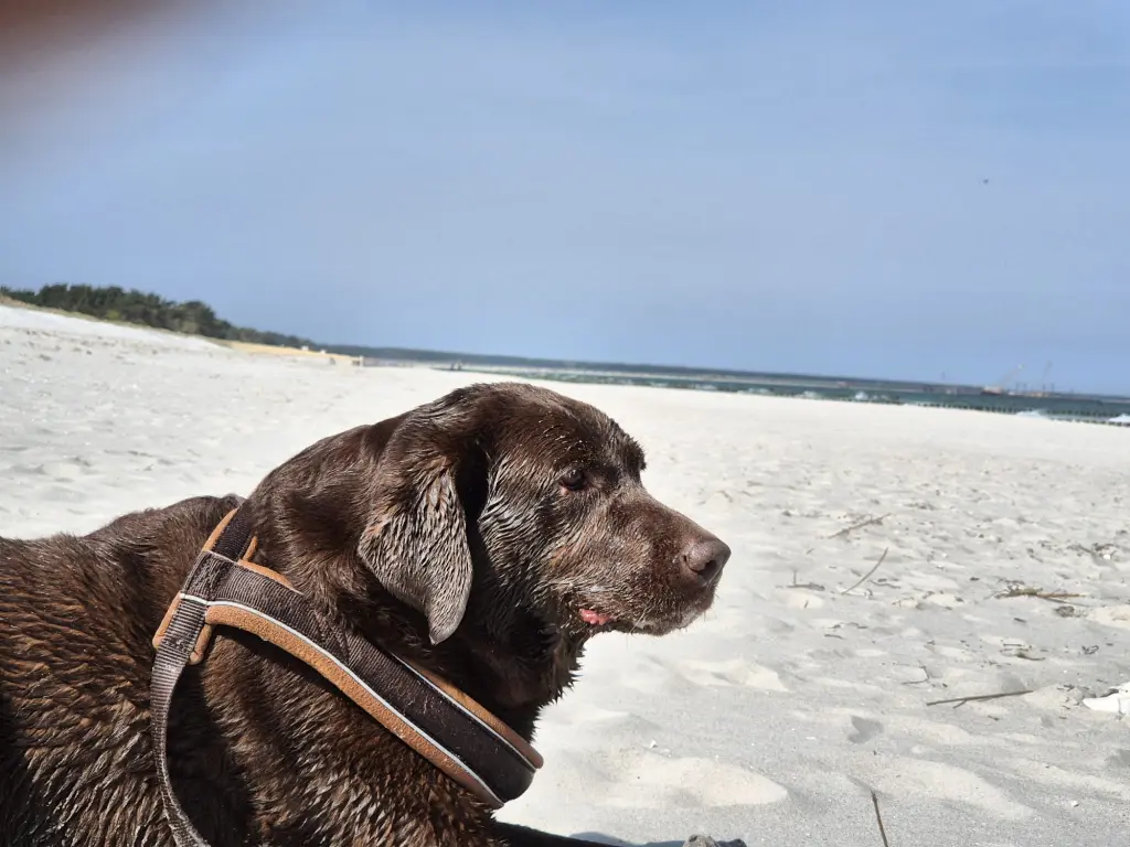 Image from Balou