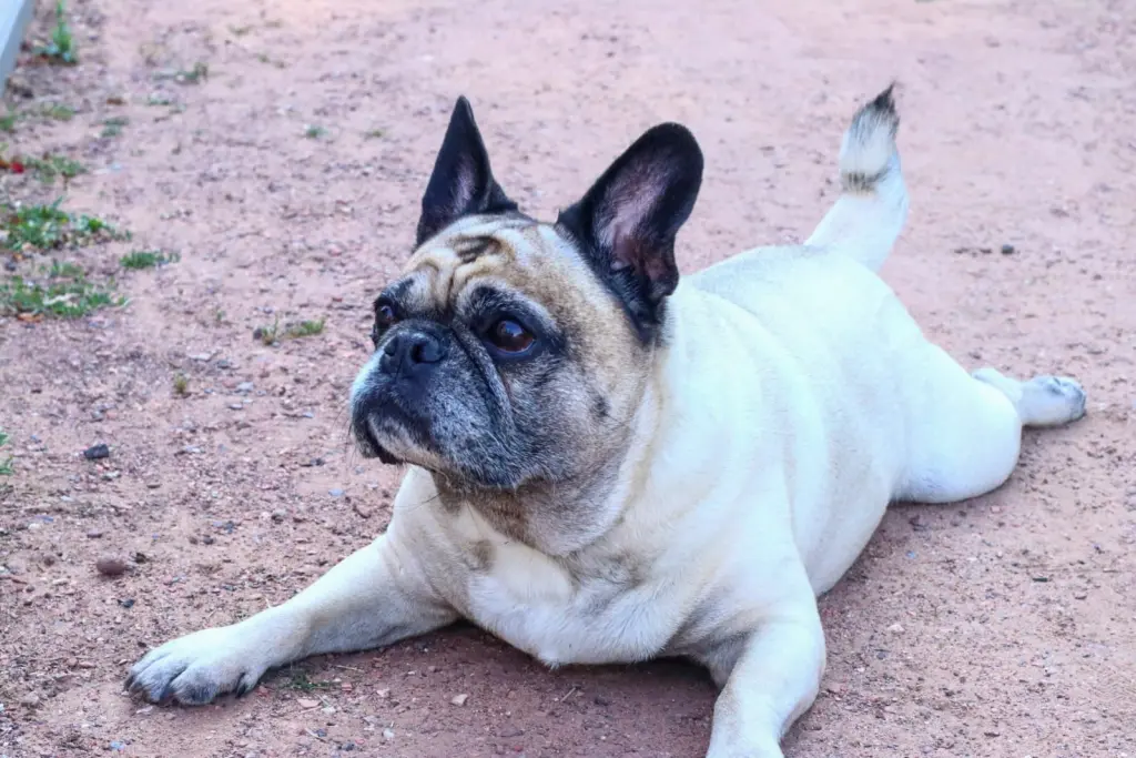 Bild von Gizmo