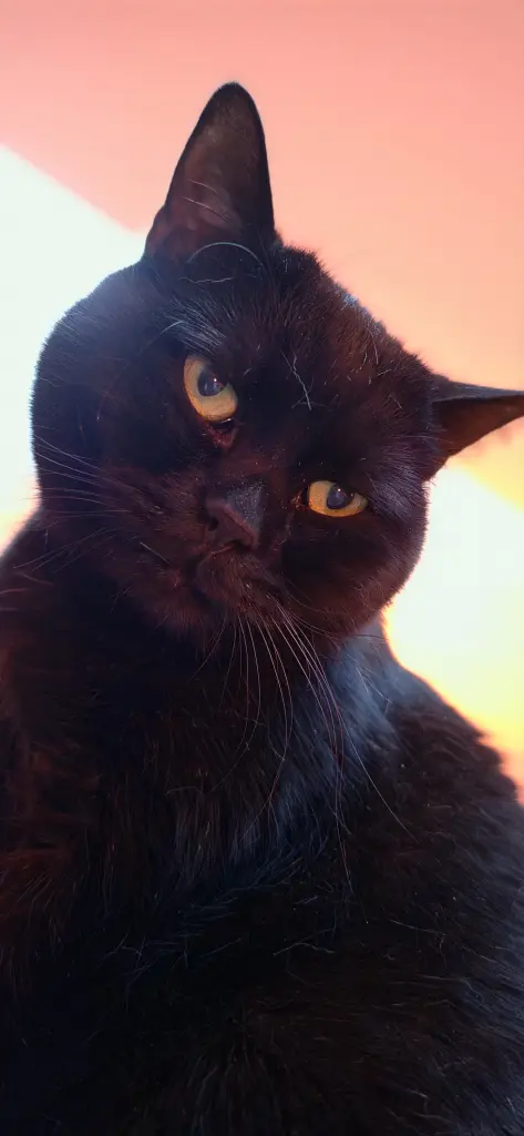 Bild von Donnie