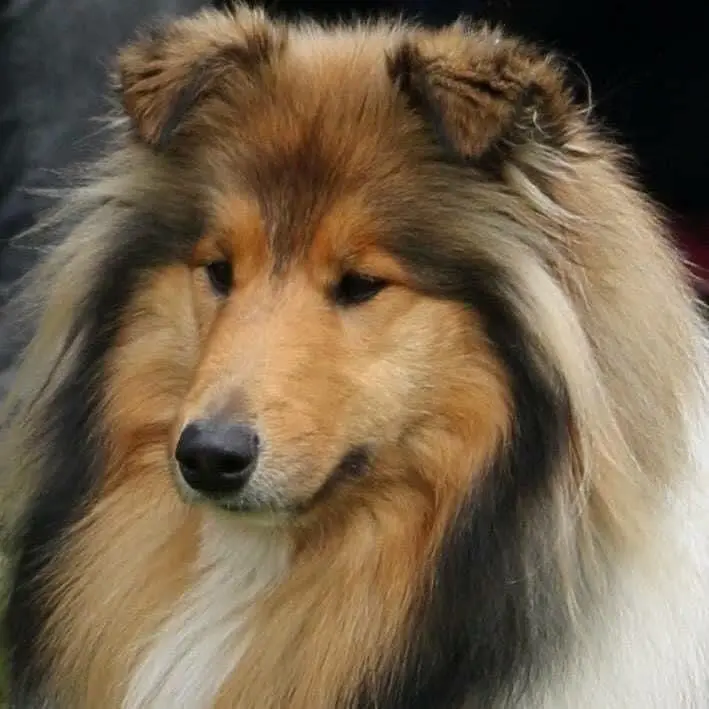 Bild von Chase