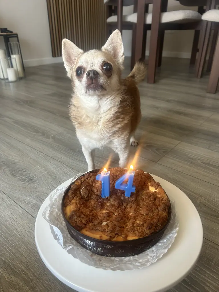 Dein letzter Geburtstag ❤️