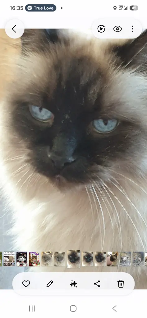 Andachtsbild von Angela