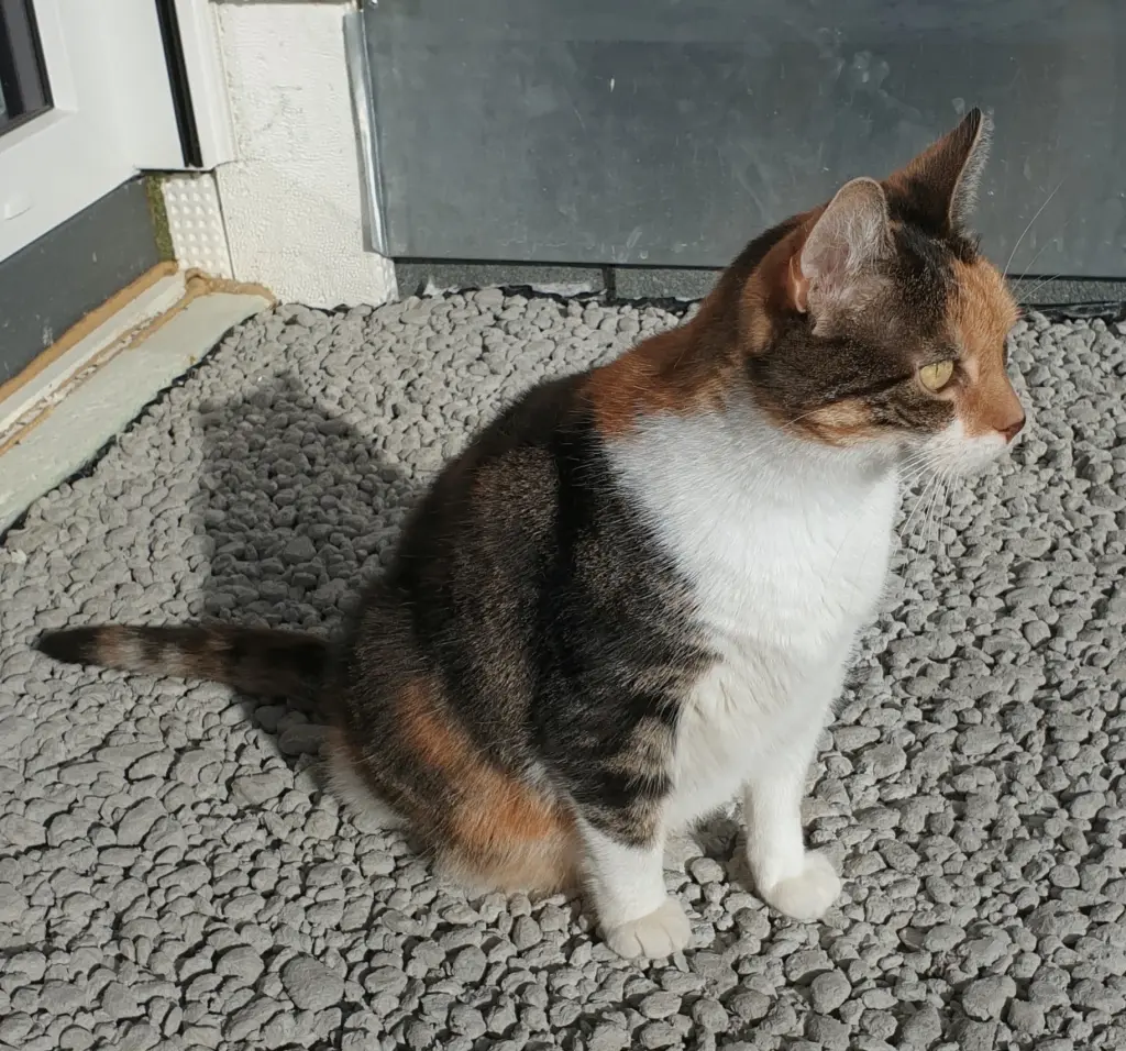 Bild von Katzenberger