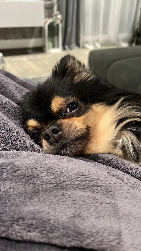 Bild von Muffin
