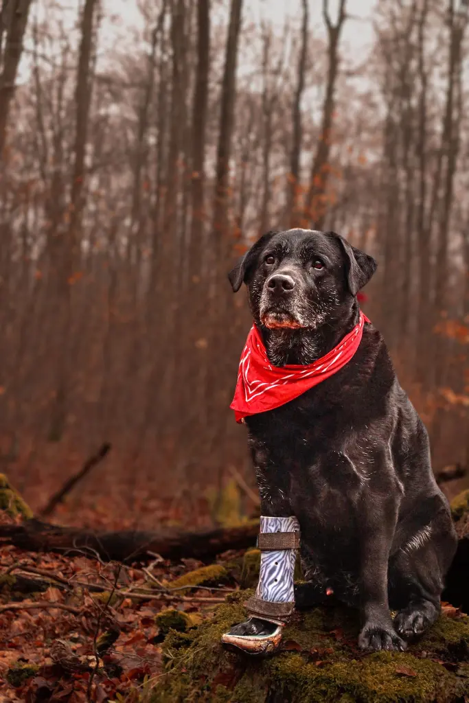 Bild von Dusty