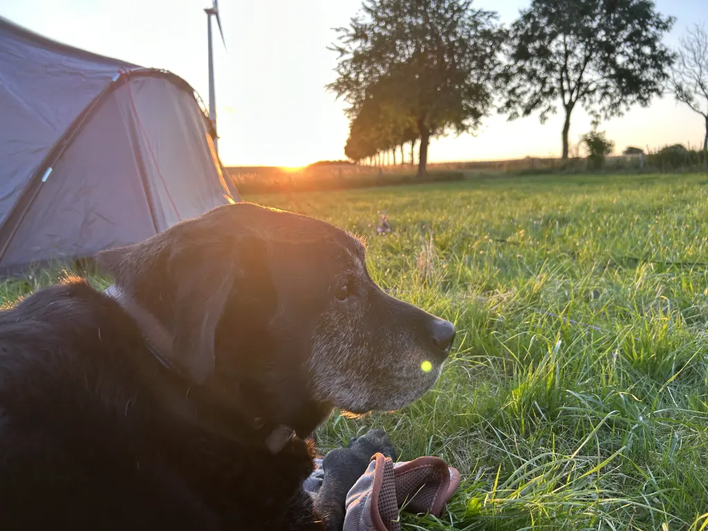 Bild von Dusty