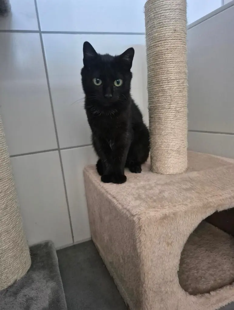 Bild von Gizmo