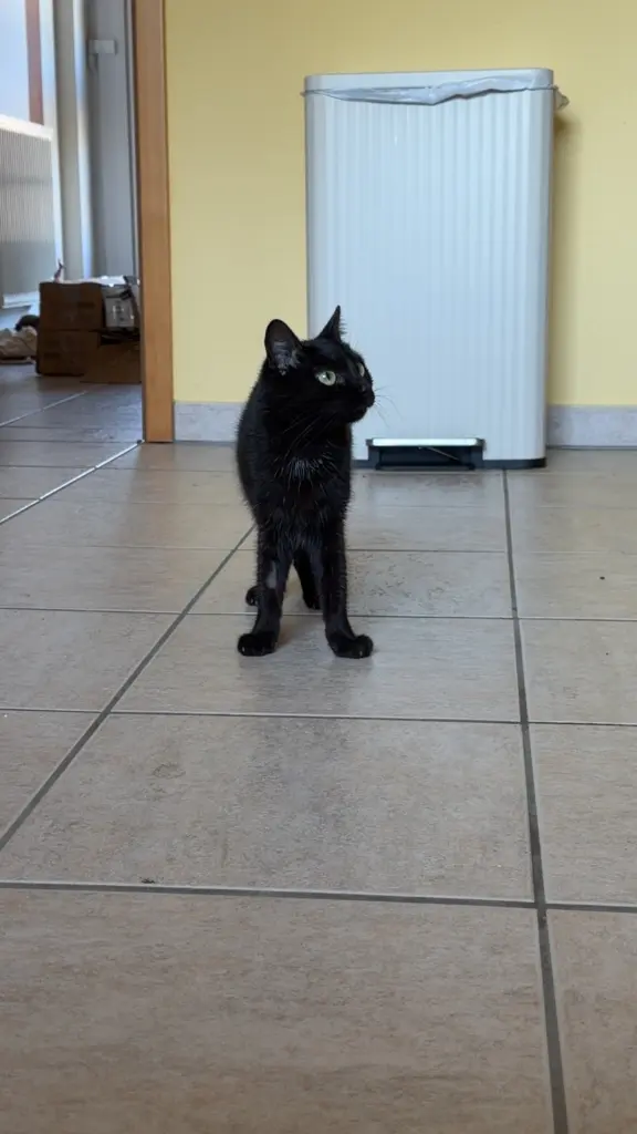 Bild von Gizmo