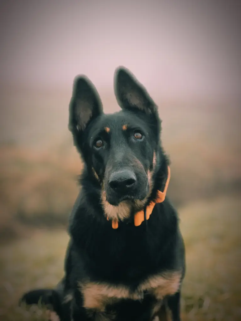 Image from Drago