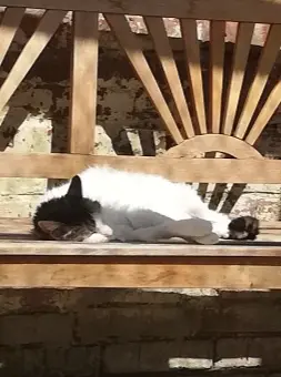 Auf seinem Sonnenplatz