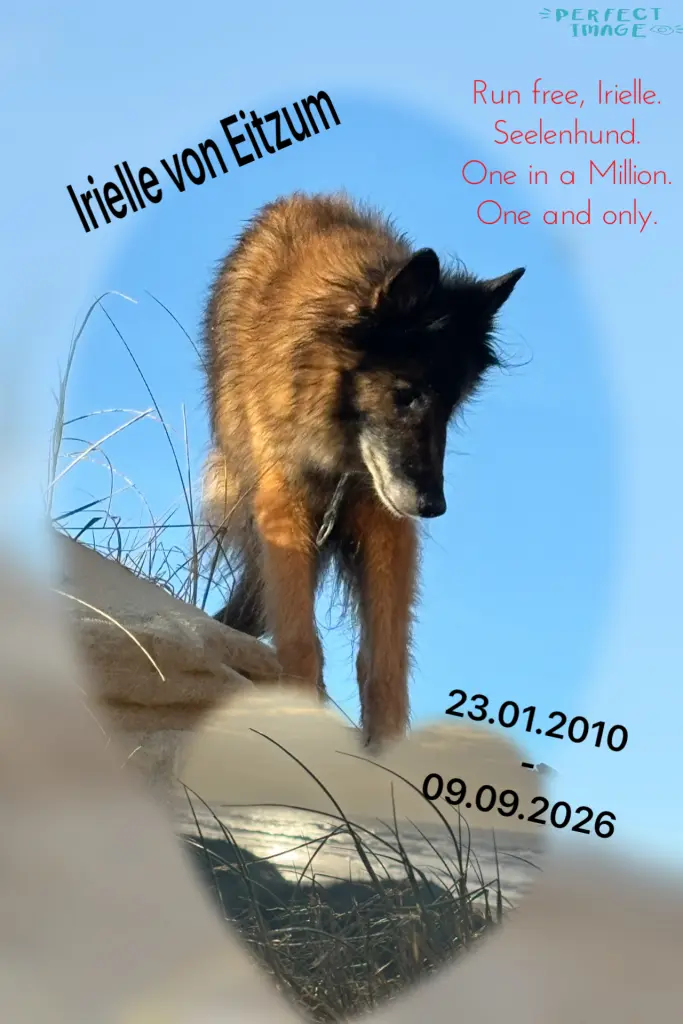 Bild von Irielle