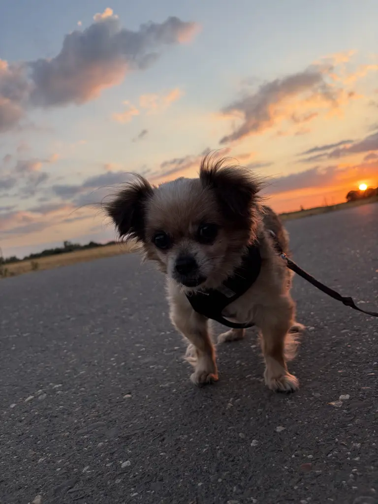 Image from Toto