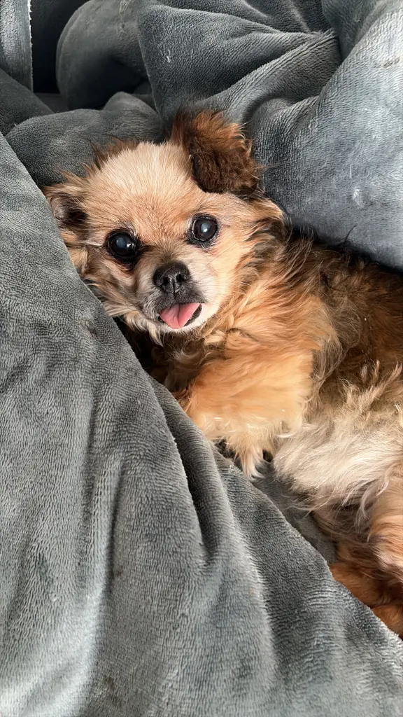 Image from Toto