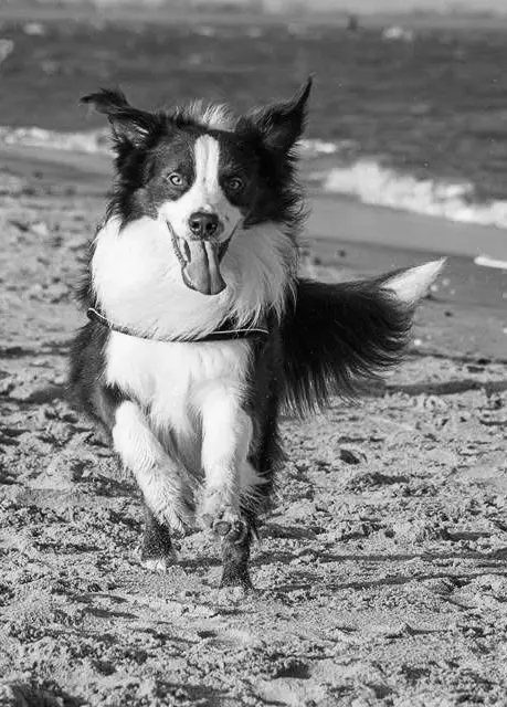 Bild von Cooper