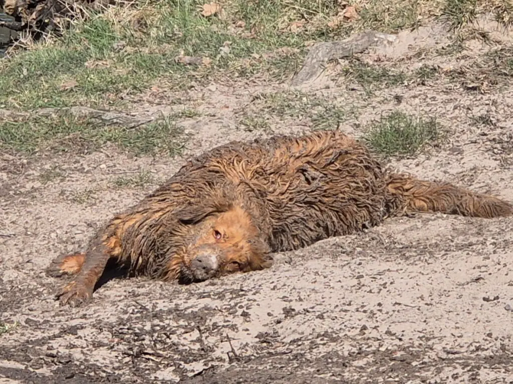 Image from Dörte
