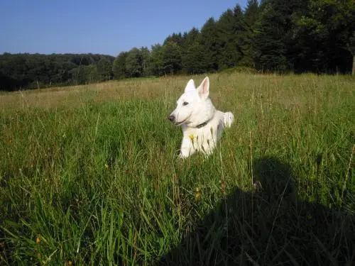 Image from Onix * 1996 gest. 30.06.2010