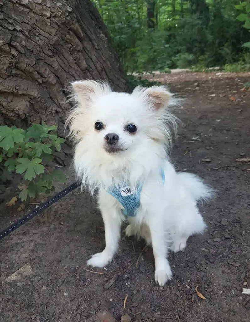Bild von Monty