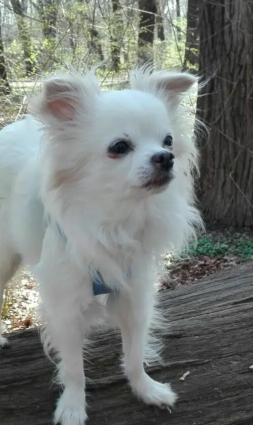 Bild von Monty