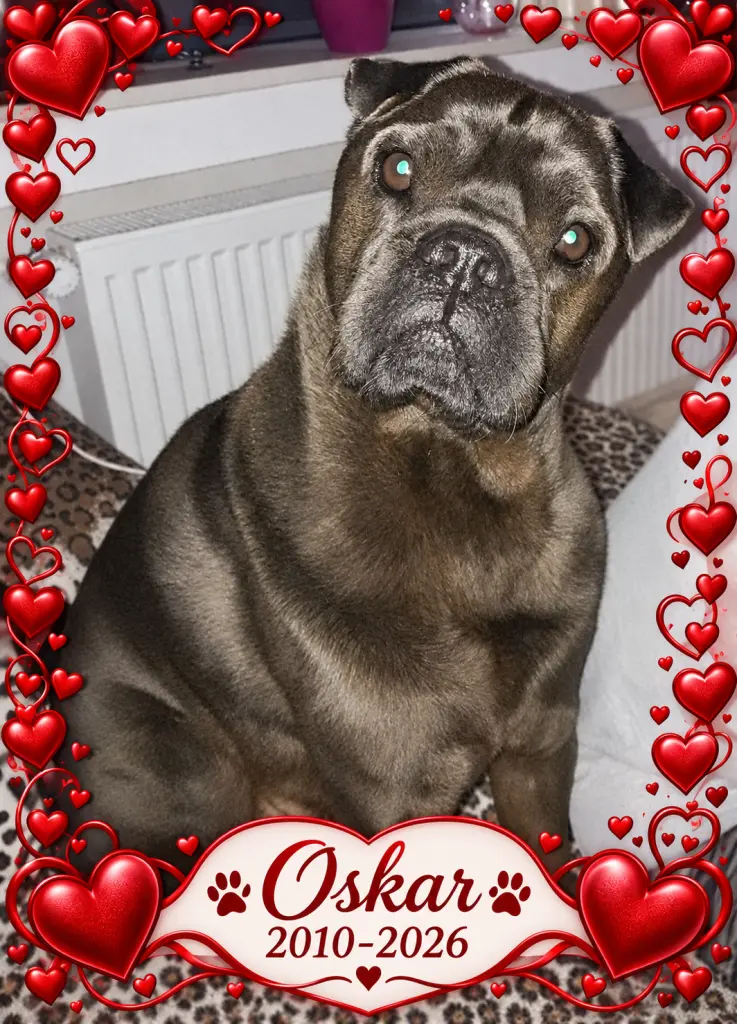 Bild von Oskar