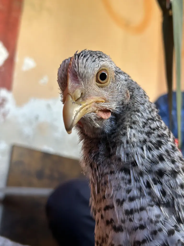 Bild von Muffin