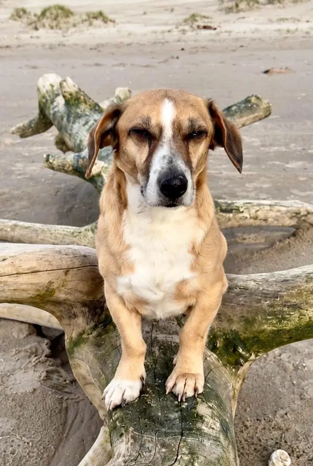 Bild von Balou