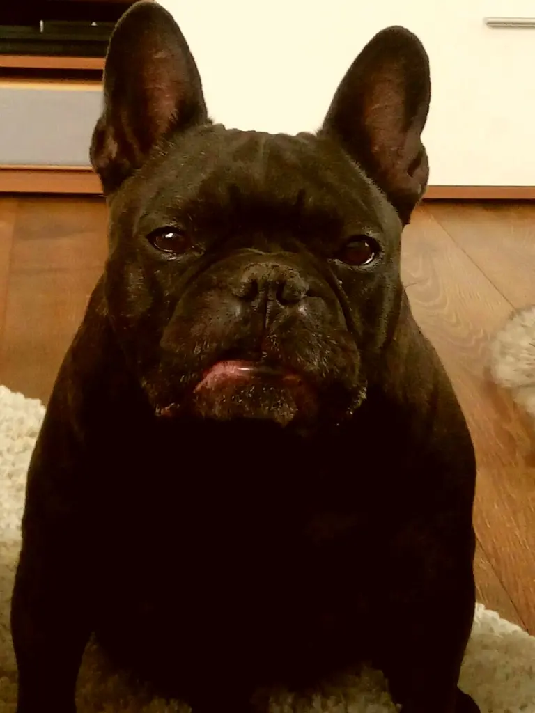 Image from Rocco