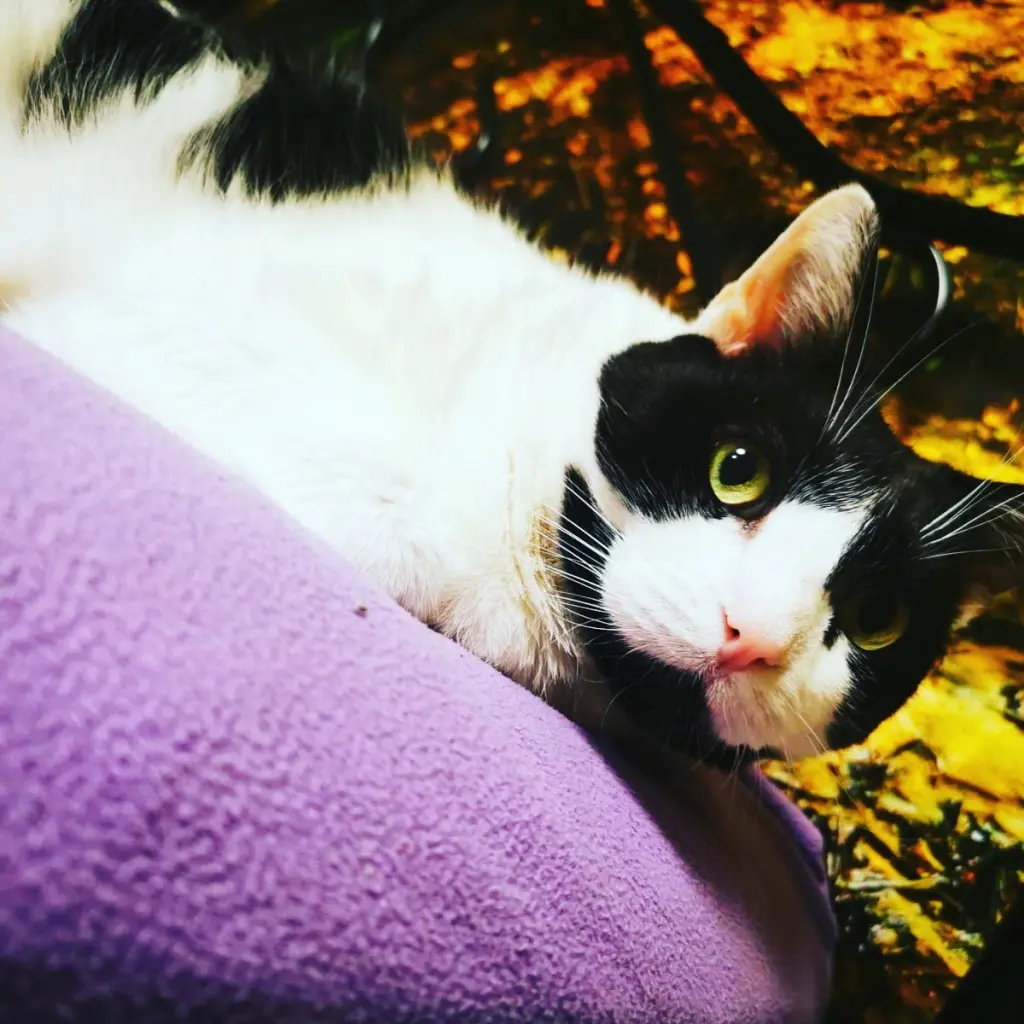 Bild von Xenia