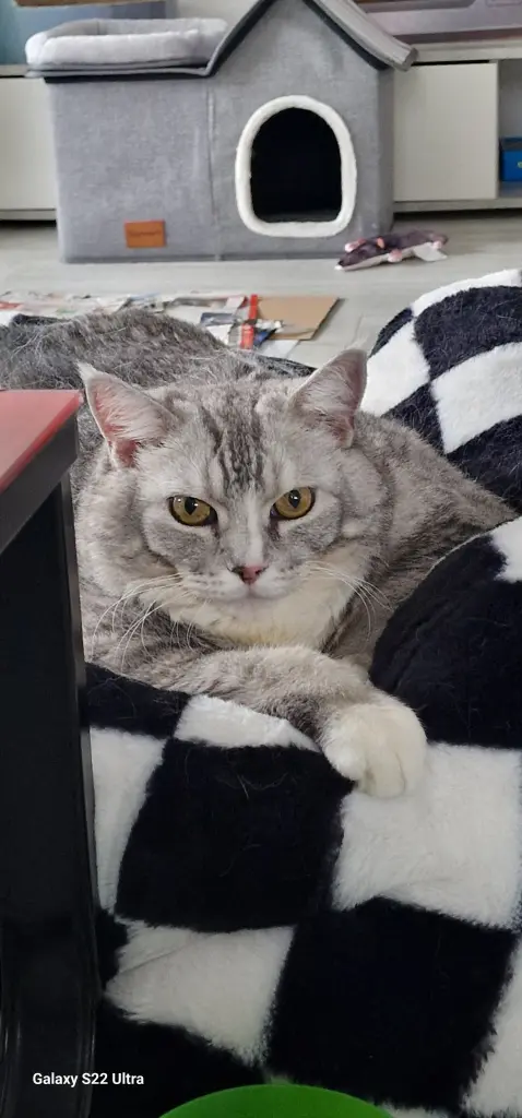 Image from Snowball