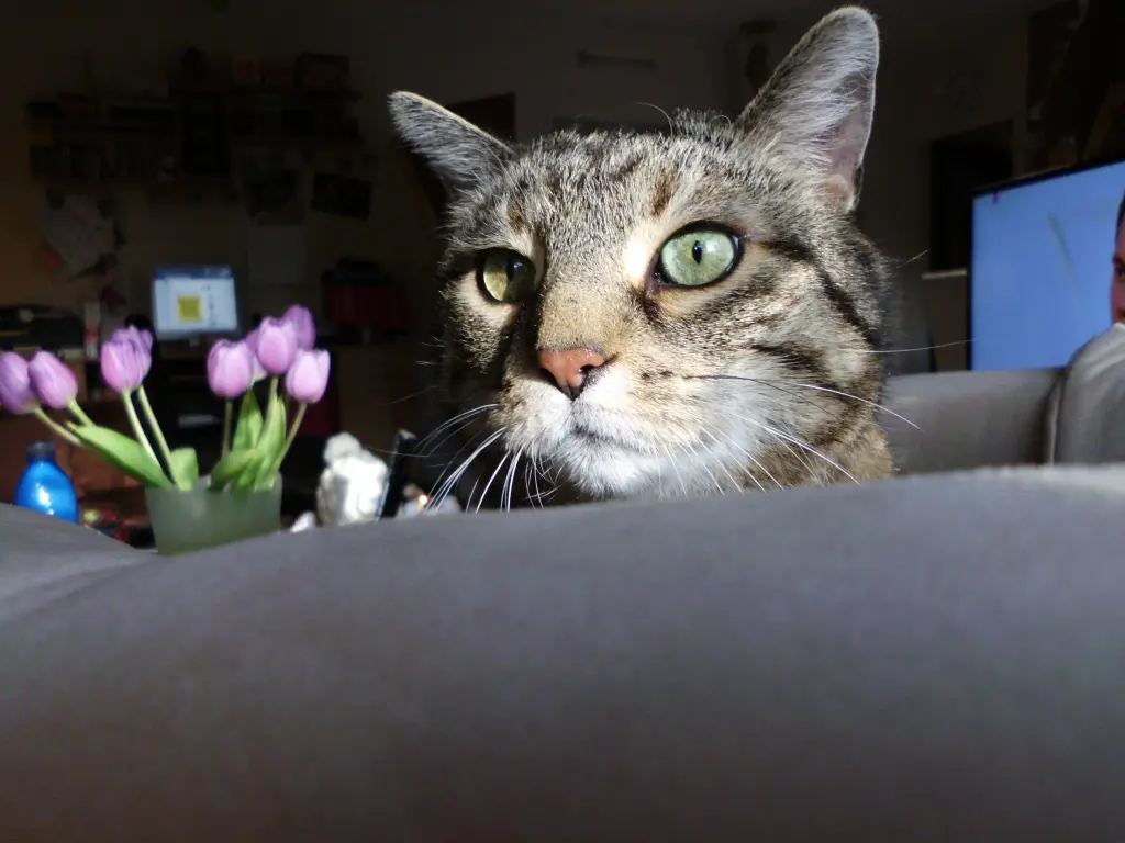 Condolence image of Catrin