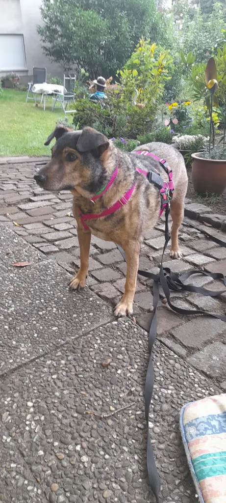 Bild von Angel