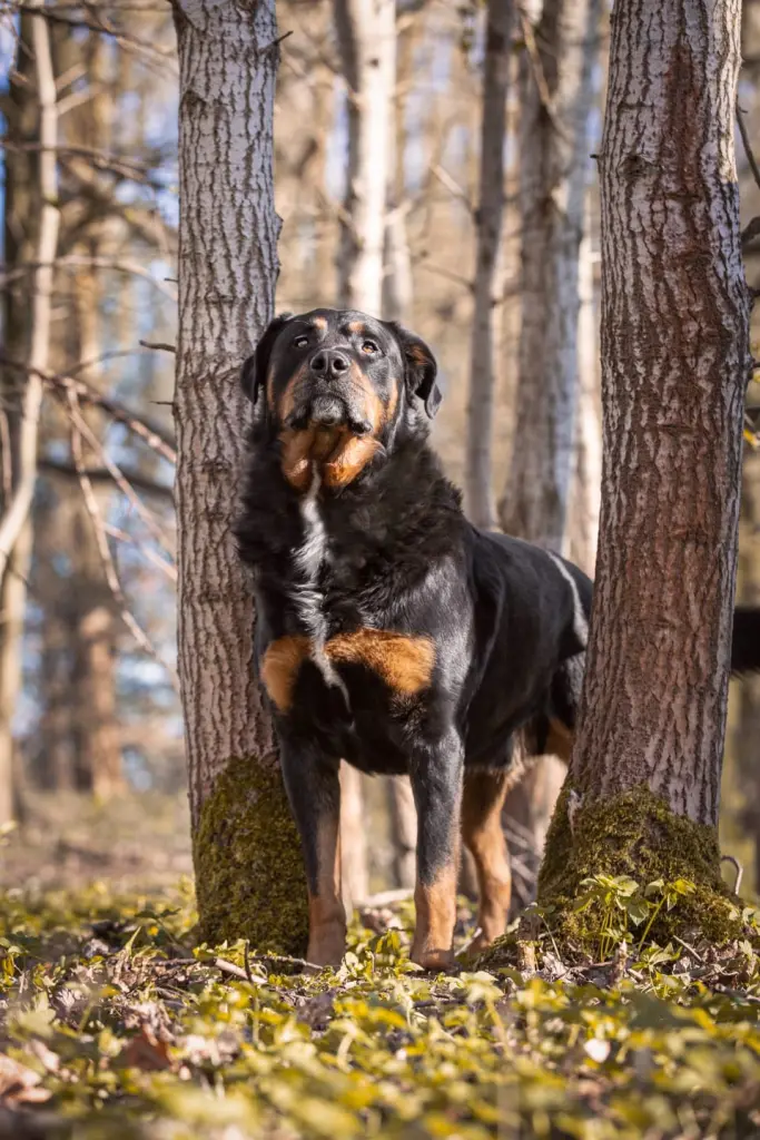 Image from Balou