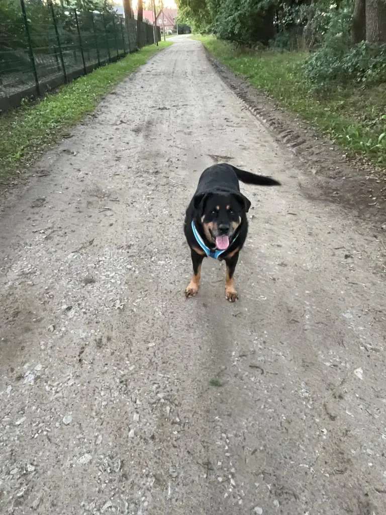 Image from Balou