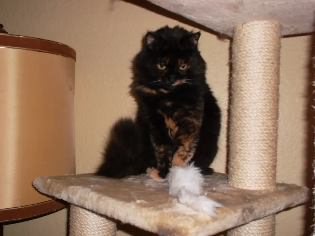 Image from Milou