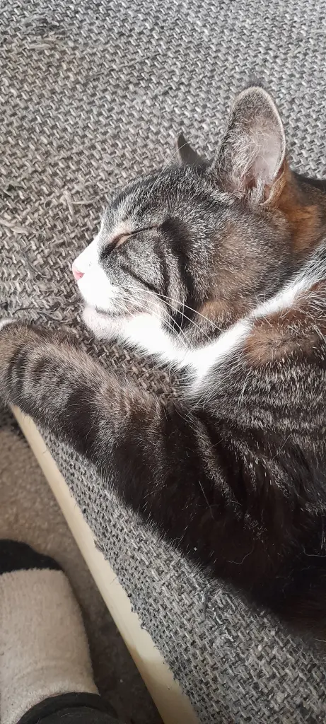 Bild von Freya